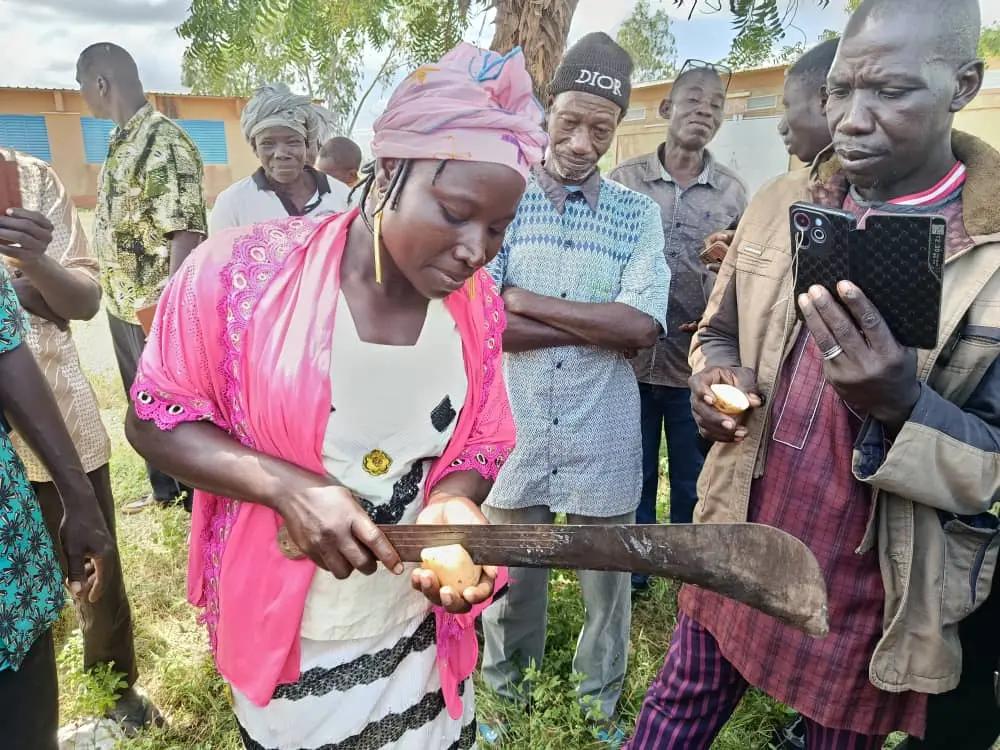 Potato harvest from the cooperatives of Guiriko