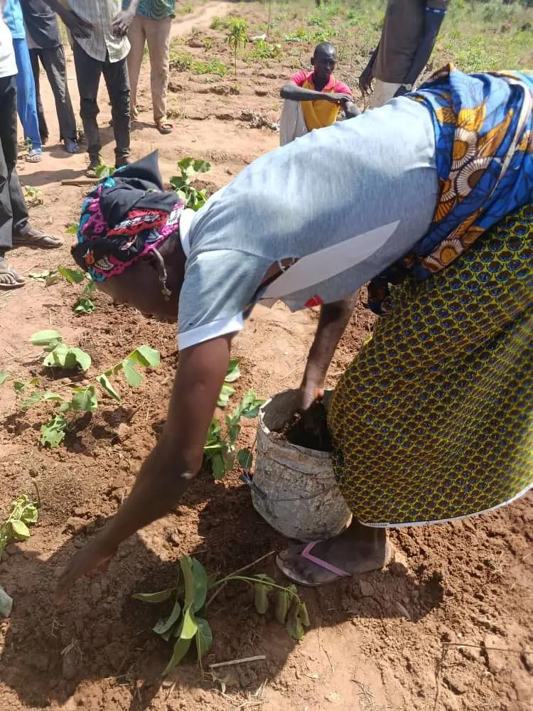 Potato harvest from the cooperatives of Guiriko